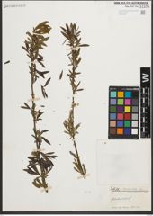 Foto von Salix purpurea L.